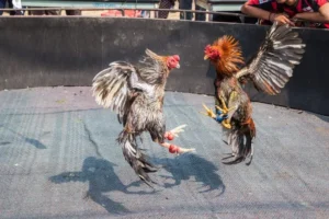 Cách Chơi Đá Gà GA28 V88: Hành Trình Thắng Lớn Trong Đấu Trường Ảo
