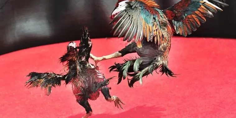 Cách Chơi Đá Gà Sabong V88: Bí Kíp Thắng Lớn Trong Đấu Trường Kịch Tính